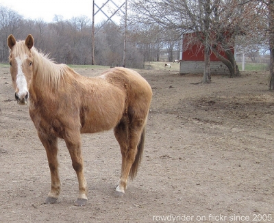 How to Get the Best Price when Selling a Horse at Auction